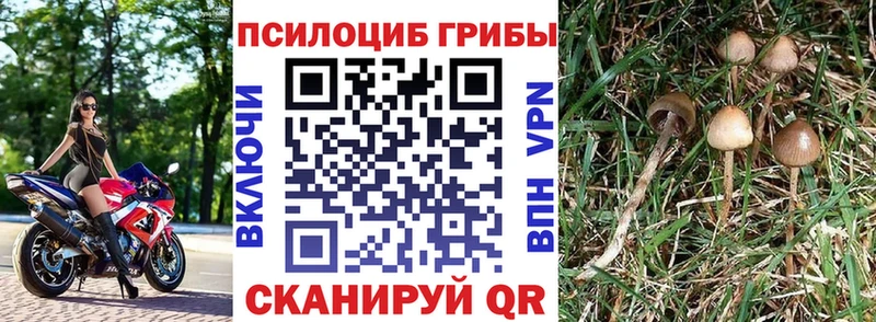 цена наркотик  Ростов  МЕГА   Псилоцибиновые грибы Magic Shrooms 